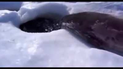 Seal AAAAAAAAAAAAAAAA