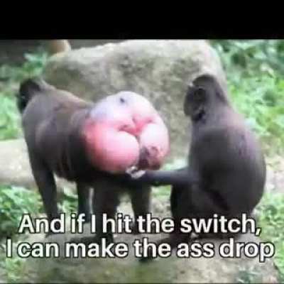 Monke