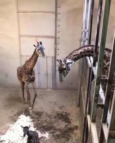 The size of the room is so big I thought the first giraffe was the baby