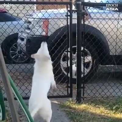 This dog completely blind and deaf but still she recognize his hooman by the scent of it. Awesome!