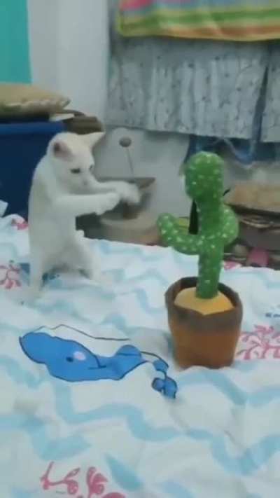 RoCKy MeOWbOa TraiNing for his fIGht wITH IvAn