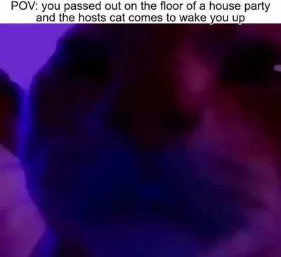 meow_irl