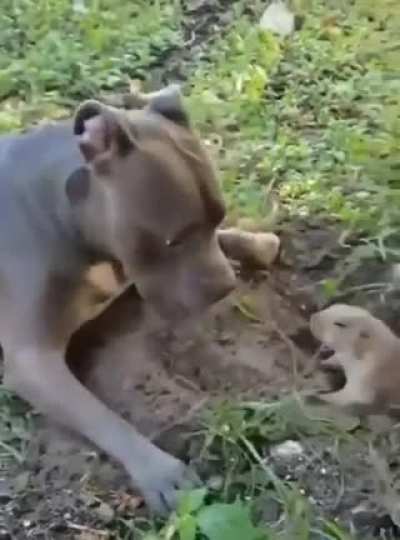 Doggo is trolling