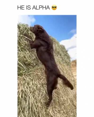 This beast of a dog🐾