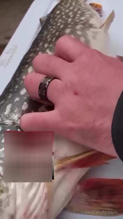Guys catch a fish with surprise inside