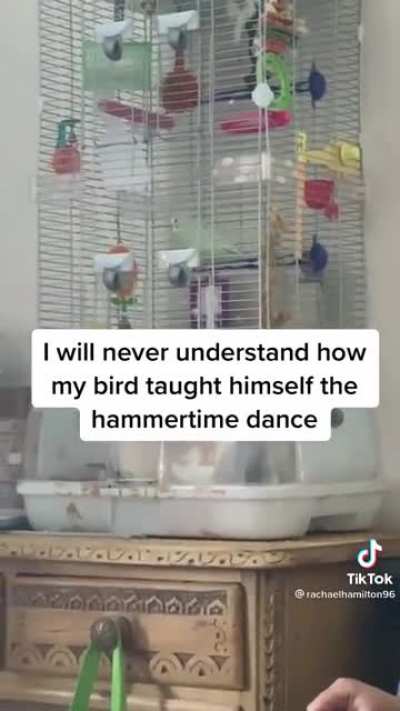 The moves of this birb!🐦