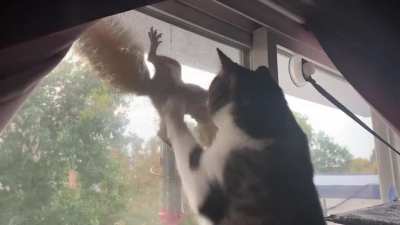 Котики и белка
