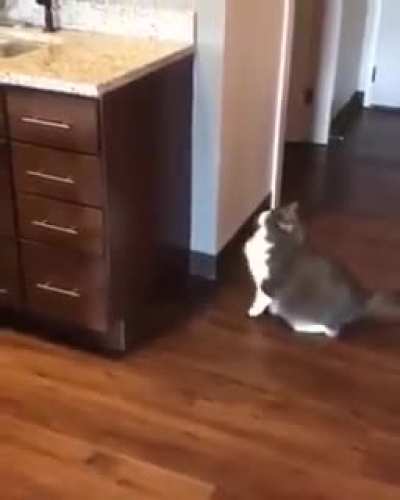 Cat's mood is meh.