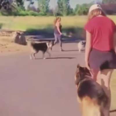 Doggo in love