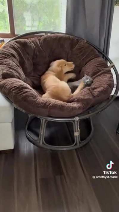 He just wants to cuddle