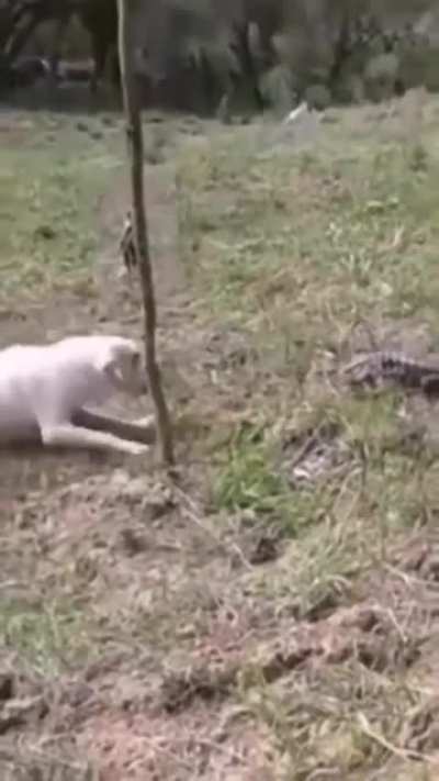 What a dog gets for being a jerk to a lziard
