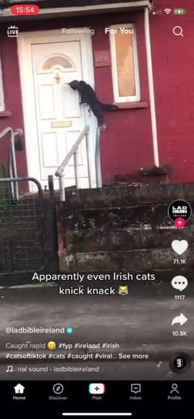 A cat knocking on someone’s door