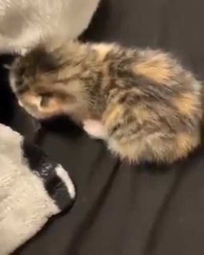 Loud little guy