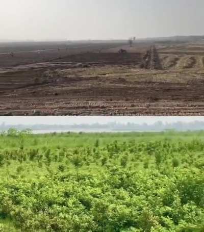 Tree plantation after one year in Pakistan under 10BillionTreeTsunami Project
