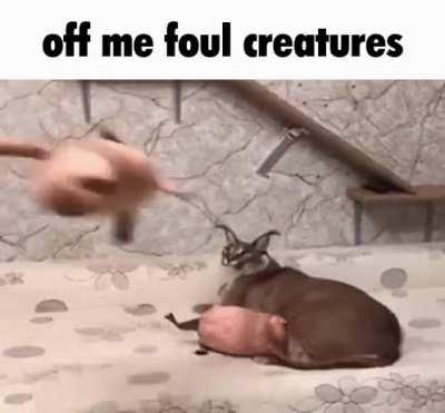 aaaaaa