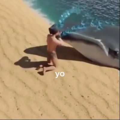 How to find a dead whale and cry on it and make him come back to life