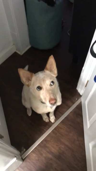 Doggo's polite and subtle implication that he is interested in going for a walk