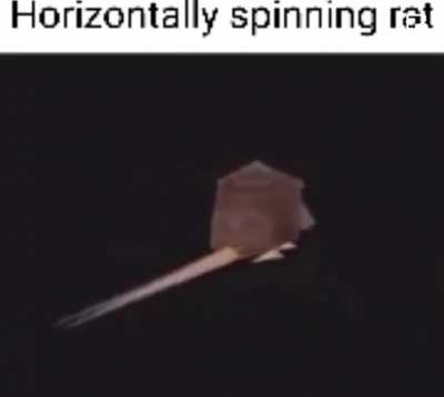 a horizontally spinning rat