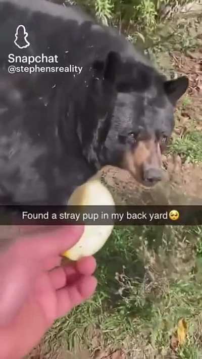 Unit of a bear