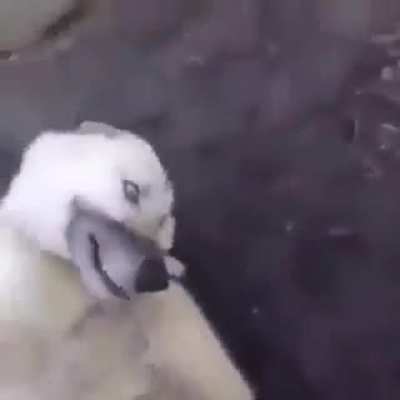 doggy