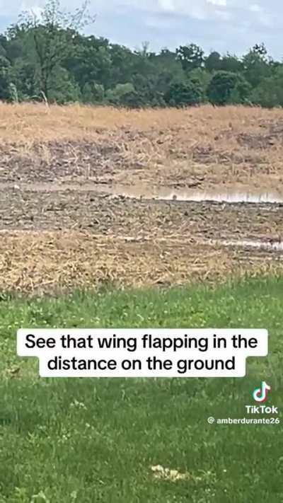 I remember Killdeers doing thus as a kid.