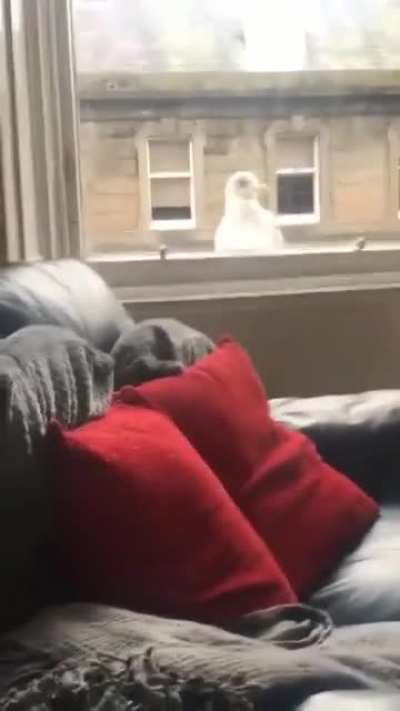 Seagull listens to suggestion