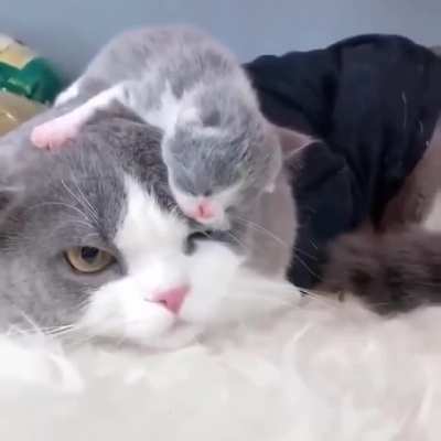 Parenthood in a nutshell