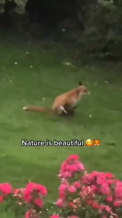 the beauty of nature