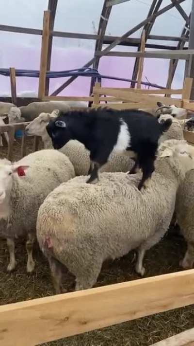 My mom caught this little guy doing the sheep rodeo