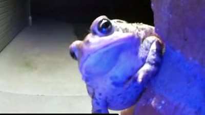 Im a frog with a dream