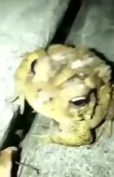 Frog