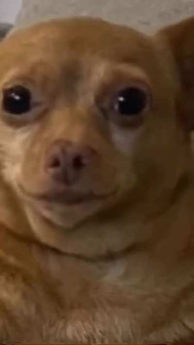 blursed_ddog