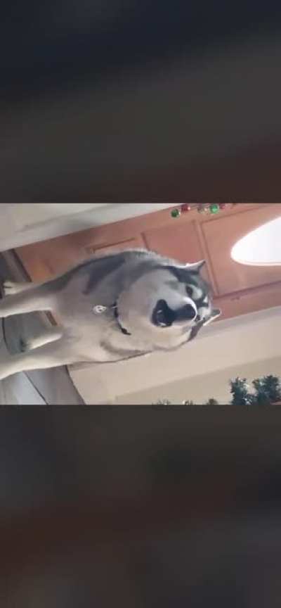 Linda!!!! Take me outside!!!!