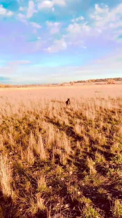 My dog runs almost nonstop for a couple hours at local off leash park. Is it too much? Please read description below.