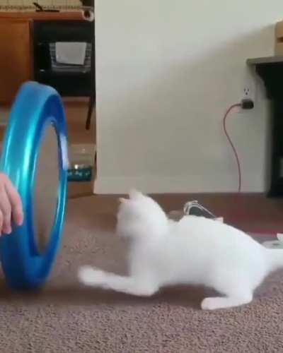 Dizzy cat!