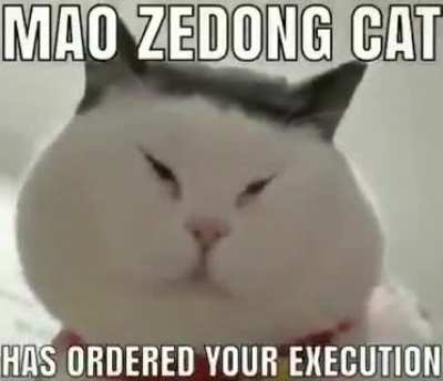 Winnie the cat
