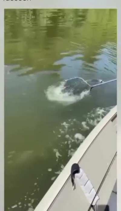 pegar um peixinho hj pra comer nutTasty