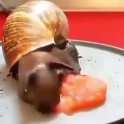 snail