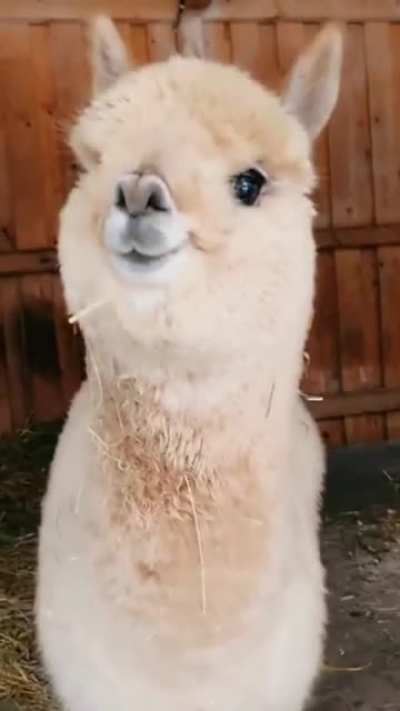 Big Cutie Boye ❤