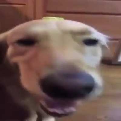 Butter dog