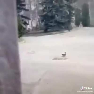 Potential tragedy with a grate ending