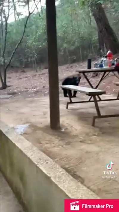 Otro oso por aquí