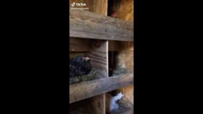 Guardian of Egg