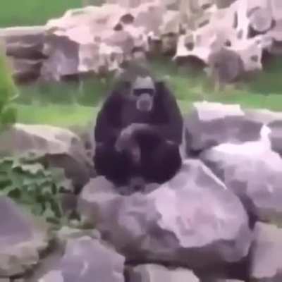🦍🦍🦍🦍🦍🦍🦍🦍