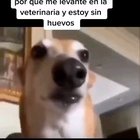 pobre pichicho :(