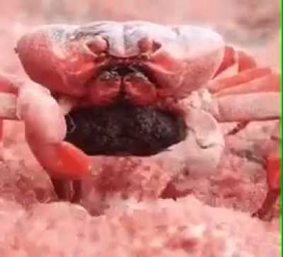 Crab eating its own babies like they’re French fries