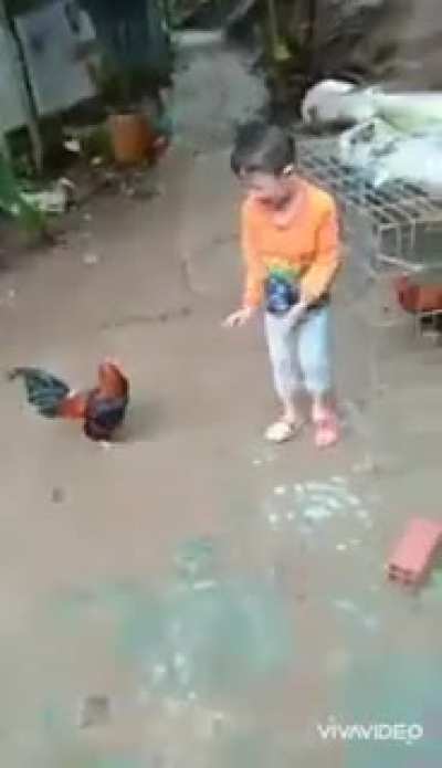 Caretaker or parent laughs and films as kid bawls his eyes out getting picked by a chicken. Kid comes back beating the chicken to death, caret<wbr>aker/<wbr>paren<wbr>t still films and laughs from the sidelines.