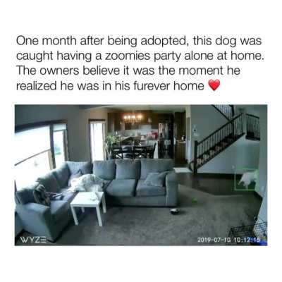 One excited doggo