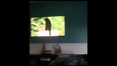 gato fofo