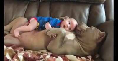 Забот<wbr>ливый пёсел<wbr>ь...